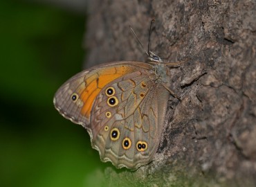 Kirinia roxelana (Ağaç esmeri) – Ahmet Güngör, Antalya