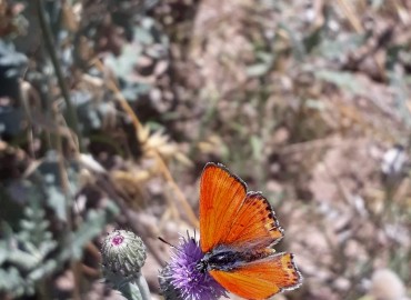 Lycaena thersamon (Küçük Ateş) – Yasin Çalışkan, Konya