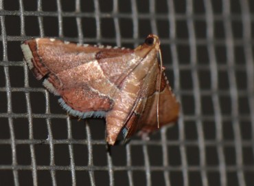 Endotricha flammealis ([Denis & Schiffermüller], 1775) – Ahmet Güngör, İzmir