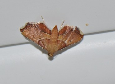 Endotricha flammealis ([Denis & Schiffermüller], 1775) – Ahmet Güngör, İzmir