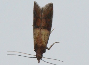 Plodia interpunctella (Hübner, [1813]) – Ahmet Güngör, Samsun