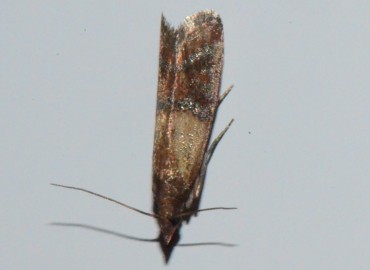 Plodia interpunctella (Hübner, [1813]) – Ahmet Güngör, Samsun