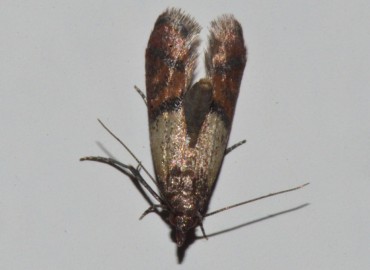 Plodia interpunctella (Hübner, [1813]) – Ahmet Güngör, Samsun