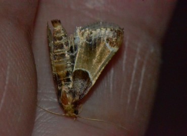 Pyralis farinalis Linnaeus, 1758 – Ahmet Güngör, İzmir