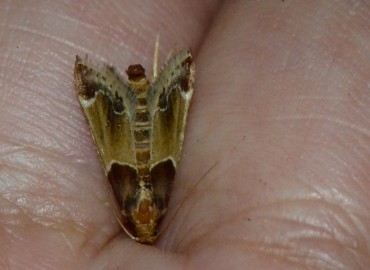 Pyralis farinalis Linnaeus, 1758 – Ahmet Güngör, İzmir