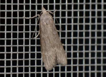 Lamoria anella ([Denis & Schiffermüller], 1775) – Ahmet Güngör, İzmir