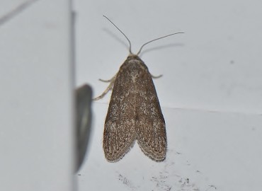 Lamoria anella ([Denis & Schiffermüller], 1775) – Ahmet Güngör, İzmir