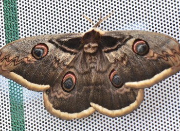 Saturnia pyri ([Denis & Schiffermüller], 1775) (Tavus Güvesi) – Ahmet Güngör, Ordu