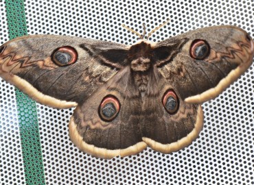 Saturnia pyri ([Denis & Schiffermüller], 1775) (Tavus Güvesi) – Ahmet Güngör, Ordu