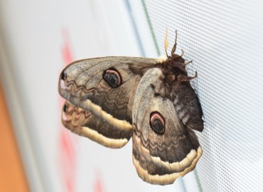 Saturnia pyri ([Denis & Schiffermüller], 1775) (Tavus Güvesi) – Ahmet Güngör, Ordu
