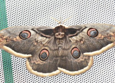 Saturnia pyri ([Denis & Schiffermüller], 1775) (Tavus Güvesi) – Ahmet Güngör, Ordu