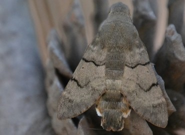 Macroglossum stellatarum (Güvercinkuyruklu Atmaca güvesi) – Ahmet Güngör, İzmir