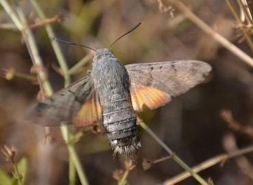 Macroglossum stellatarum (Güvercinkuyruklu Atmaca güvesi) – Ahmet Güngör, İzmir