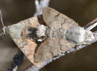 Macroglossum stellatarum (Güvercinkuyruklu Atmaca güvesi) – Ahmet Güngör, İzmir