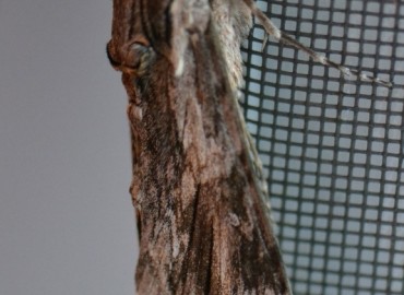 Agrius convolvuli (Linnaeus, 1758) (Sarmaşık Atmaca Güvesi) – Ahmet Güngör, İzmir