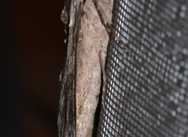 Agrius convolvuli (Linnaeus, 1758) (Sarmaşık Atmaca Güvesi) – Ahmet Güngör, İzmir