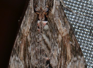 Agrius convolvuli (Linnaeus, 1758) (Sarmaşık Atmaca Güvesi) – Ahmet Güngör, İzmir