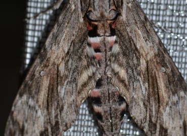 Agrius convolvuli (Linnaeus, 1758) (Sarmaşık Atmaca Güvesi) – Ahmet Güngör, İzmir
