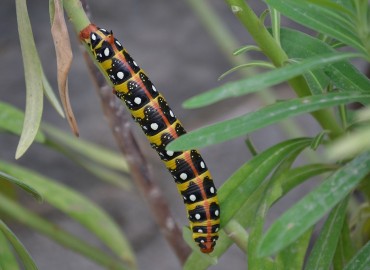 Hyles euphorbiae (Linnaeus, 1758) (Sütleğen Atmaca Güvesi) – Ahmet Güngör, Antalya