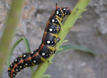 Hyles euphorbiae (Linnaeus, 1758) (Sütleğen Atmaca Güvesi) – Ahmet Güngör, Antalya