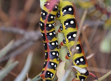 Hyles euphorbiae (Linnaeus, 1758) (Sütleğen Atmaca Güvesi) – Ahmet Güngör, Antalya