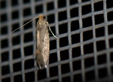 Tinea pellionella Linnaeus, 1758 – Ahmet Güngör, İzmir