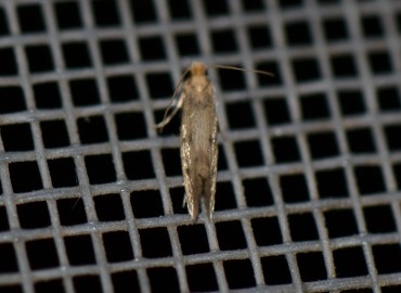 Tinea pellionella Linnaeus, 1758 – Ahmet Güngör, İzmir