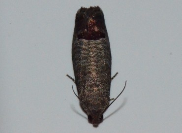 Cydia pomonella (Linnaeus, 1758) – Ahmet Güngör, Ordu