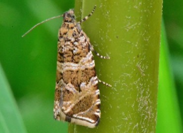 Celypha cespitana (Hübner, [1817]) – Ahmet Güngör, Ordu