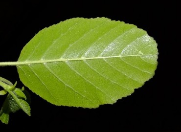 Alnus orientalis var. pubescens