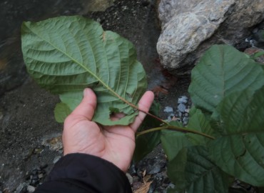 Alnus orientalis var. orientalis