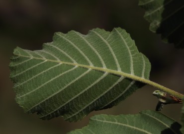 Alnus glutinosa subsp. antitaurica
