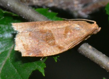 Archips rosanus (Linnaeus, 1758) – Ahmet Güngör, Samsun