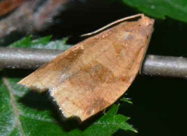 Archips rosanus (Linnaeus, 1758) – Ahmet Güngör, Samsun