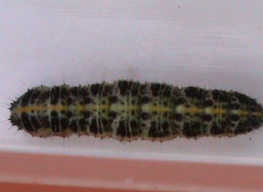 Pieris brassicae (Büyük Beyazmelek) – Ahmet Güngör, İzmir