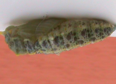 Pieris brassicae (Büyük Beyazmelek) – Ahmet Güngör, İzmir