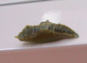 Pieris brassicae (Büyük Beyazmelek) – Ahmet Güngör, İzmir