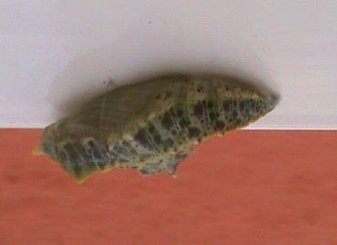 Pieris brassicae (Büyük Beyazmelek) – Ahmet Güngör, İzmir