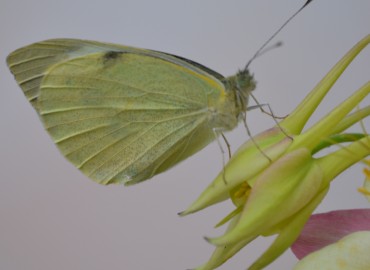 Pieris brassicae (Büyük Beyazmelek) – Ahmet Güngör, İzmir