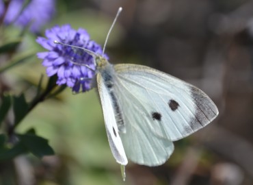 Pieris brassicae (Büyük Beyazmelek) – Ahmet Güngör, İzmir