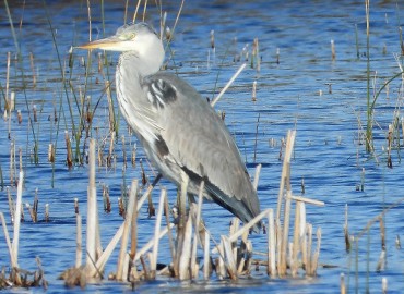 Ardea cinerea (Gri balıkçıl) – Ahmet Güngör, Samsun