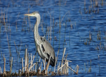 Ardea cinerea (Gri balıkçıl) – Ahmet Güngör, Samsun