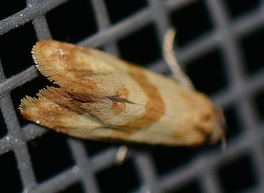 Phalonidia contractana Zeller, 1847 – Ahmet Güngör, İzmir