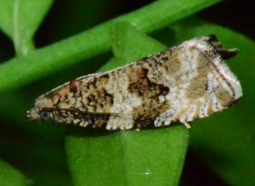 Celypha flavipalpana Herrich-Schäffer, [1851] – Ahmet Güngör, Samsun
