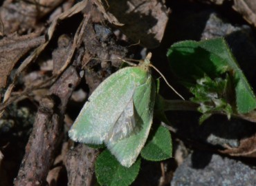 Tortrix viridana Linnaeus, 1758 – Ahmet Güngör, Samsun