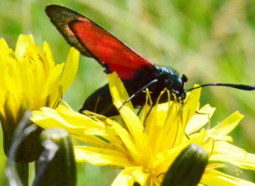 Zygaena filipendulae (Altı Benekli Ateş Kelebeği) – Ahmet Güngör, Ordu