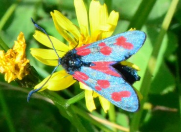 Zygaena filipendulae (Altı Benekli Ateş Kelebeği) – Ahmet Güngör, Ordu