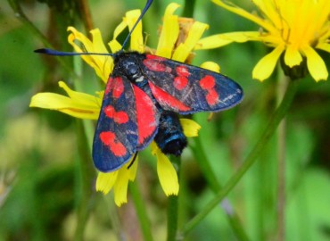 Zygaena filipendulae (Altı Benekli Ateş Kelebeği) – Ahmet Güngör, Ordu