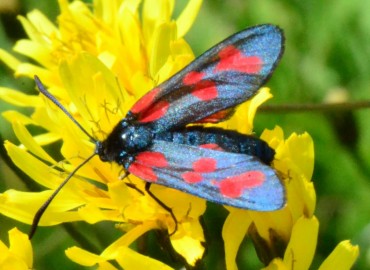 Zygaena filipendulae (Altı Benekli Ateş Kelebeği) – Ahmet Güngör, Ordu