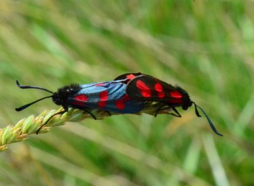 Zygaena filipendulae (Altı Benekli Ateş Kelebeği) – Ahmet Güngör, Ordu